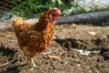 A brown chicken on the ground, covered with hay Royalty Free Stock Photo