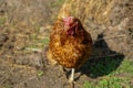 A brown chicken on the ground, covered with hay Royalty Free Stock Photo