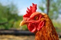 Brown chicken hen walking at the summer farm yard Royalty Free Stock Photo