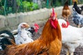 Brown chicken looking into camera Royalty Free Stock Photo