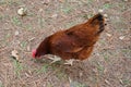 A brown chicken is looking food Royalty Free Stock Photo