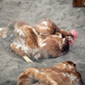 Brown chicken outside poultry farm in holland takes sand bath