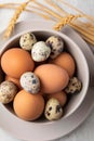 Brown chicken and quail eggs in plate, feathers and wheat on light background. Concept farm products and natural nutrition. Royalty Free Stock Photo