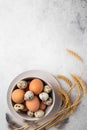 Brown chicken and quail eggs in plate, feathers and wheat on light background. Concept farm products and natural nutrition. Royalty Free Stock Photo