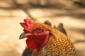 Brown chicken with red comb. Farm animal on a farm. Feathers and beak, portrait Royalty Free Stock Photo