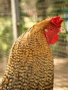 Brown chicken with red comb. Farm animal on a farm. Feathers and beak, portrait Royalty Free Stock Photo