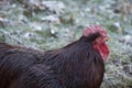 Brown chicken with red comb Royalty Free Stock Photo