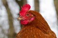 Brown chicken with red comb, wattle and earlobe