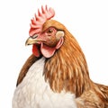 Realistic Hyper-detailed Chicken Illustration On White Background