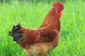 Brown chicken standing in the green grass field Royalty Free Stock Photo