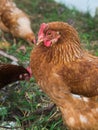 Brown Chicken Stands Graceful Royalty Free Stock Photo