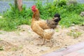 Brown chicken stands on the ground Royalty Free Stock Photo