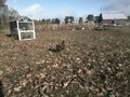 Brown chicken walking across leaf strewn yard Royalty Free Stock Photo