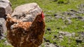 Brown chicken walks across the yard Royalty Free Stock Photo