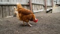 A brown chicken walks around the farm yard in sunny weather. A brown chicken walks around the farm in summer. Royalty Free Stock Photo