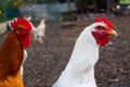 Brown chicken and white Leghorn chicken heads close-up Royalty Free Stock Photo