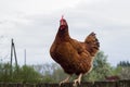 Brown chicken in the yard Royalty Free Stock Photo