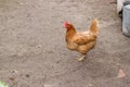 Brown chicken in the yard. Housekeeping Royalty Free Stock Photo