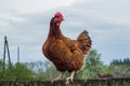 Brown chicken in the yard near Royalty Free Stock Photo