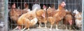 brown chickens behind fence on farm Royalty Free Stock Photo