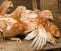Brown Chickens In A Cage In A Poultry Farm