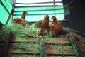 Brown chickens on the farm poultry farm egg veterinary Royalty Free Stock Photo