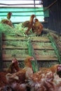 Brown chickens on the farm poultry farm egg veterinary Royalty Free Stock Photo