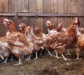 Brown chickens on the farm sick feathers poultry farm egg veterinary Royalty Free Stock Photo