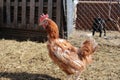 Brown chickens on the farm sick feathers poultry farm egg veterinary Royalty Free Stock Photo