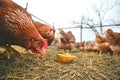 Brown chickens at free range