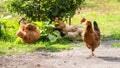 Brown chickens in the garden near the rose bush