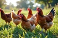 Brown chickens grazing on grass in sunlit field Royalty Free Stock Photo