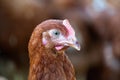 Brown chickens, hens in farm.