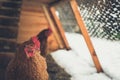 Brown chickens in home made chicken coup at the rural backyard,