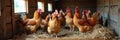Brown chickens in rustic coop with hay on wooden floor Royalty Free Stock Photo