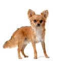 Brown chihuahua