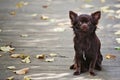 Brown Chihuahua on the background of fallen leaves