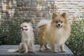 Brown chihuahua and brown pomeranian puppy Royalty Free Stock Photo