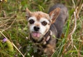 A brown chihuahua dog in a field Royalty Free Stock Photo