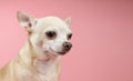 Brown Chihuahua dog  head  on pink background, looking away. Pet emotion concept Royalty Free Stock Photo