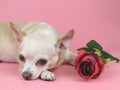 Brown Chihuahua dog looking at camera. lying down with red rose on pink background. Cute  pets  and Valentine`s day concept Royalty Free Stock Photo