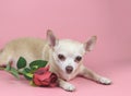 Brown Chihuahua dog  looking at camera and lying down by red rose on pink background. Cute  pets  and Valentine`s day concept Royalty Free Stock Photo