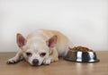 brown Chihuahua dog lying down by the bowl of dog food and ignoring it.