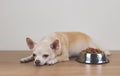 brown Chihuahua dog lying down by the bowl of dog food and ignoring it