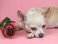Brown Chihuahua dog  lying down with red rose on pink background. Cute  pets  and Valentine`s day concept Royalty Free Stock Photo