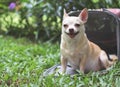 brown Chihuahua dog sitting in front of pink fabric traveler pet carrier bag on green grass in the garden, smiling and looking Royalty Free Stock Photo