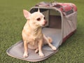 Brown  Chihuahua dog sitting in front of traveler pet carrier bag on green grass,  looking  away, ready to travel. Safe travel Royalty Free Stock Photo