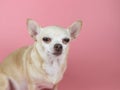 brown Chihuahua dog sitting on pink background, squinting his eye. Pet emotional concept