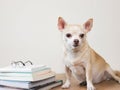 brown chihuahua dog sitting with stack of books and eyeglasses on wooden table and white background. looking away Royalty Free Stock Photo