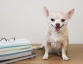 brown chihuahua dog sitting with stack of books and eyeglasses on wooden table and white background. smiling and looking at Royalty Free Stock Photo